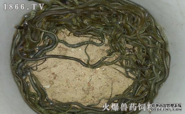 水律蛇養(yǎng)殖新技巧揭秘，高效養(yǎng)殖方法與實(shí)用操作指南