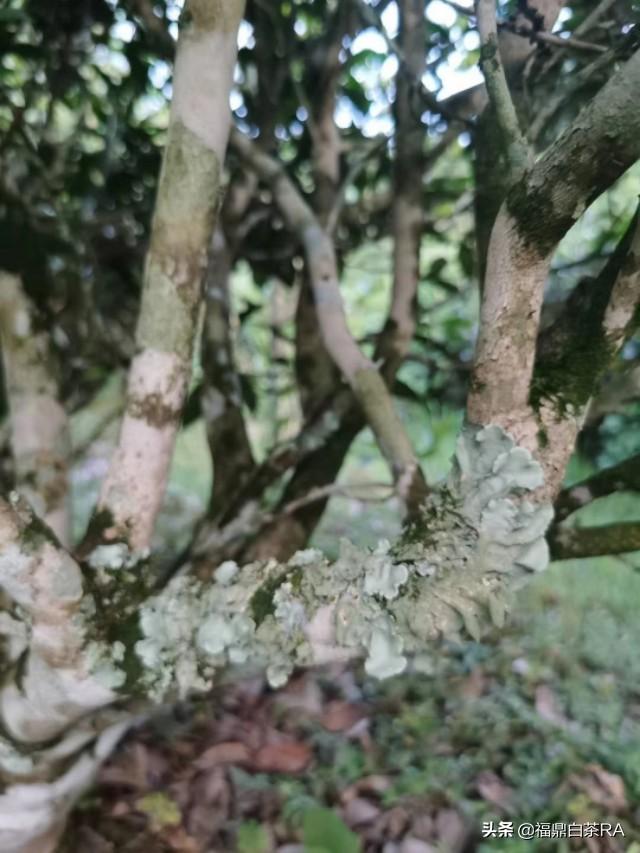 老樅紅茶價(jià)格，深度探討歷史背景與地位影響下的價(jià)格走勢(shì)