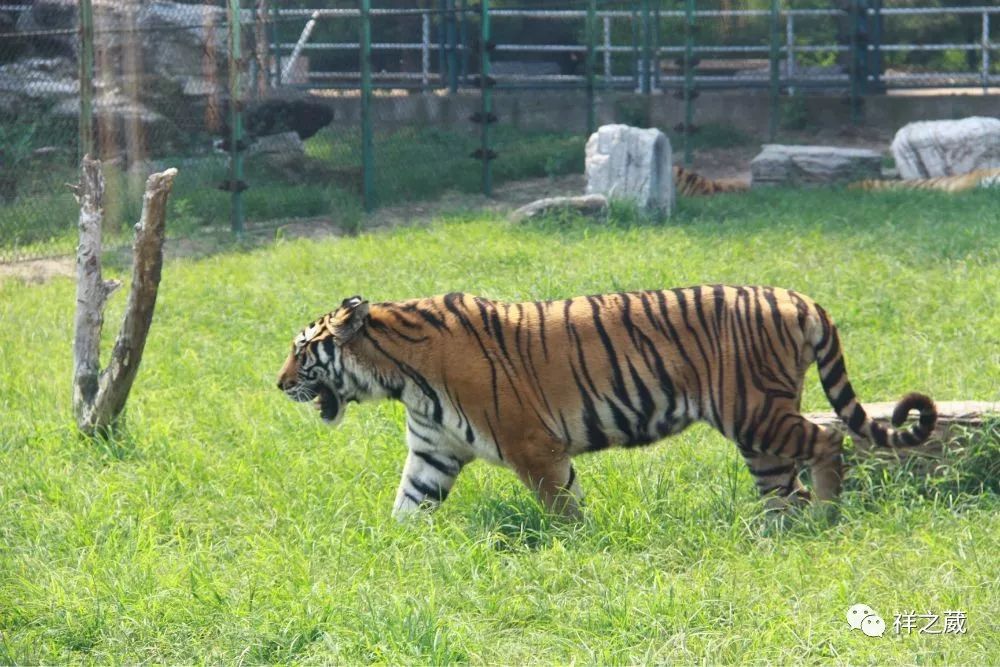 動(dòng)物園老虎吃人事件揭秘，科技重塑現(xiàn)實(shí)，震撼體驗(yàn)新紀(jì)元