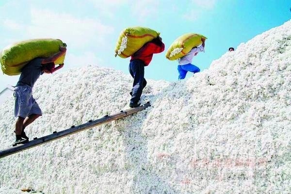 山東最新棉花補貼政策解讀，智能生活啟航！